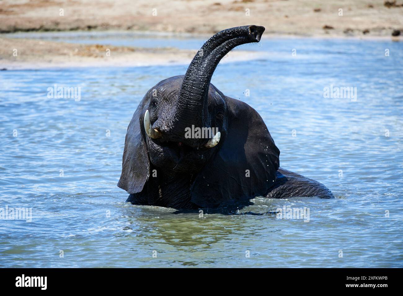 Éléphant d'Afrique (Loxodonta africana) buvant et se baignant dans un point d'eau, parc national de Hwange, Zimbabwe Banque D'Images Éléphant d'Afrique (Loxodonta africana) buvant et se baignant dans un point d'eau, parc national de Hwange, Zimbabwe Banque D'Images
