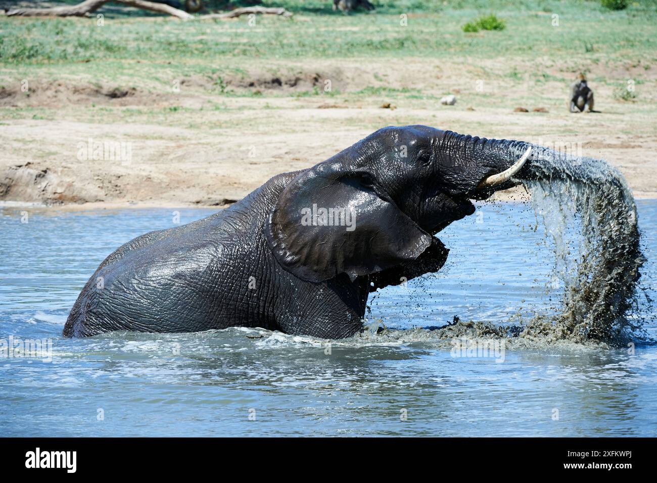 Éléphant d'Afrique (Loxodonta africana) buvant et se baignant dans un point d'eau, parc national de Hwange, Zimbabwe Banque D'Images Éléphant d'Afrique (Loxodonta africana) buvant et se baignant dans un point d'eau, parc national de Hwange, Zimbabwe Banque D'Images