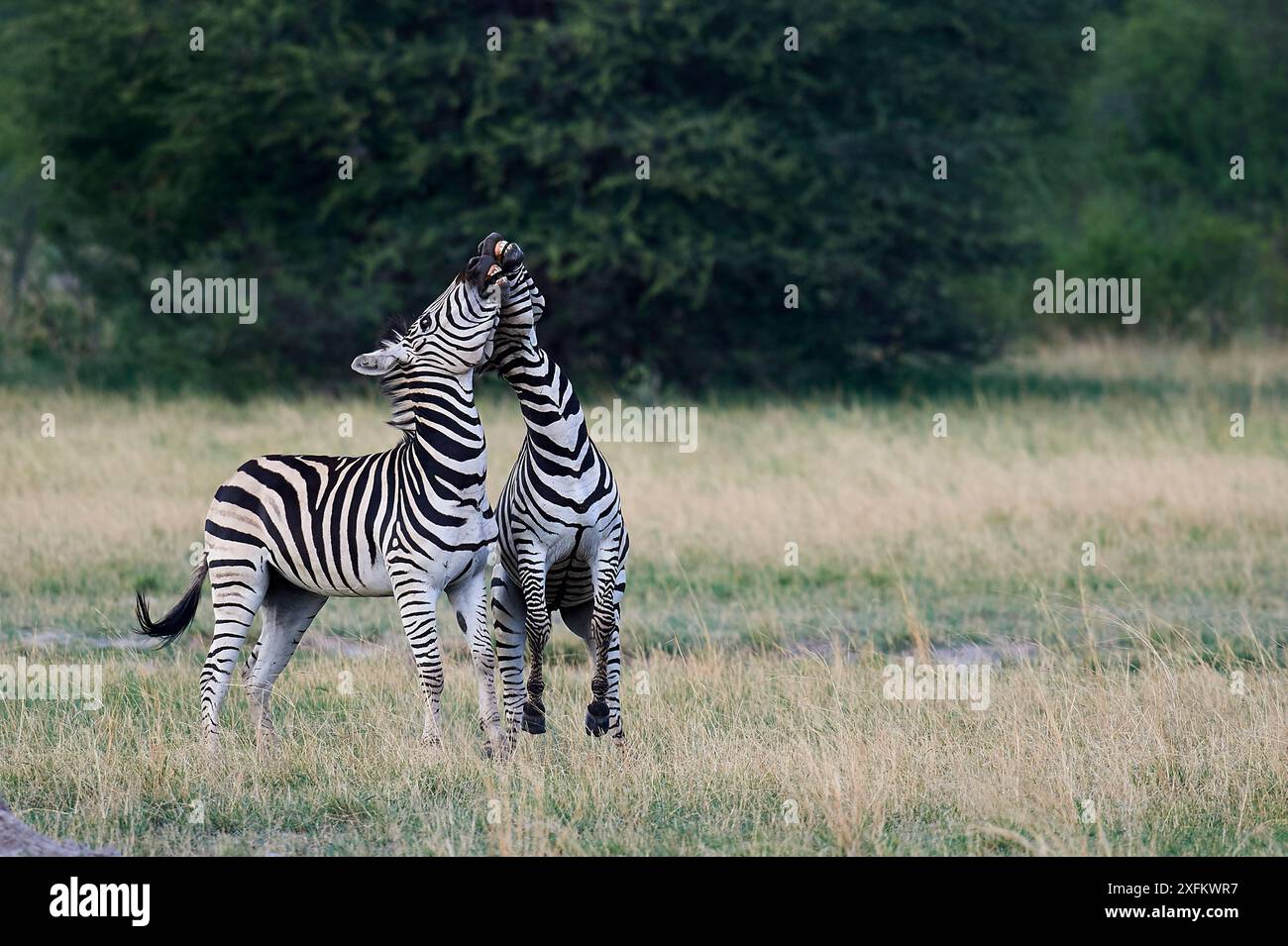 Les étalons zèbres de Burchell (Equus quagga burchellii) jouent au combat dans le parc national de Hwange, au Zimbabwe Banque D'Images Les étalons zèbres de Burchell (Equus quagga burchellii) jouent au combat dans le parc national de Hwange, au Zimbabwe Banque D'Images