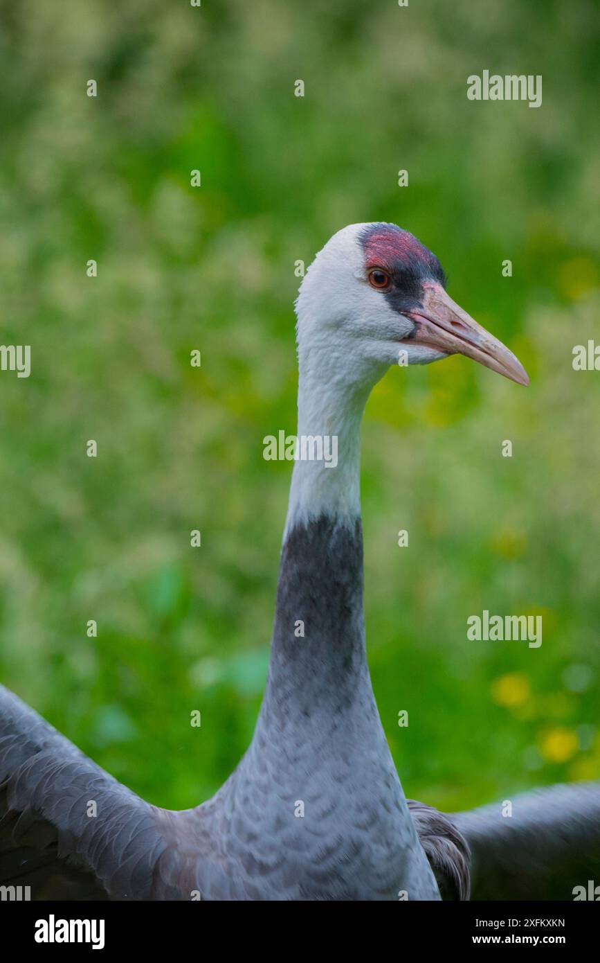 (Grus monacha Hooded crane) en captivité, les ailes battantes Banque D'Images