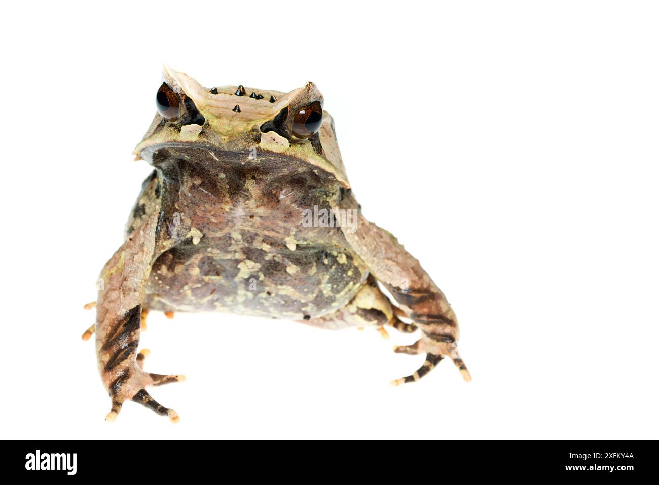 Asiatique / grenouille à cornes de Javan (Megophrys montana) captive Banque D'Images