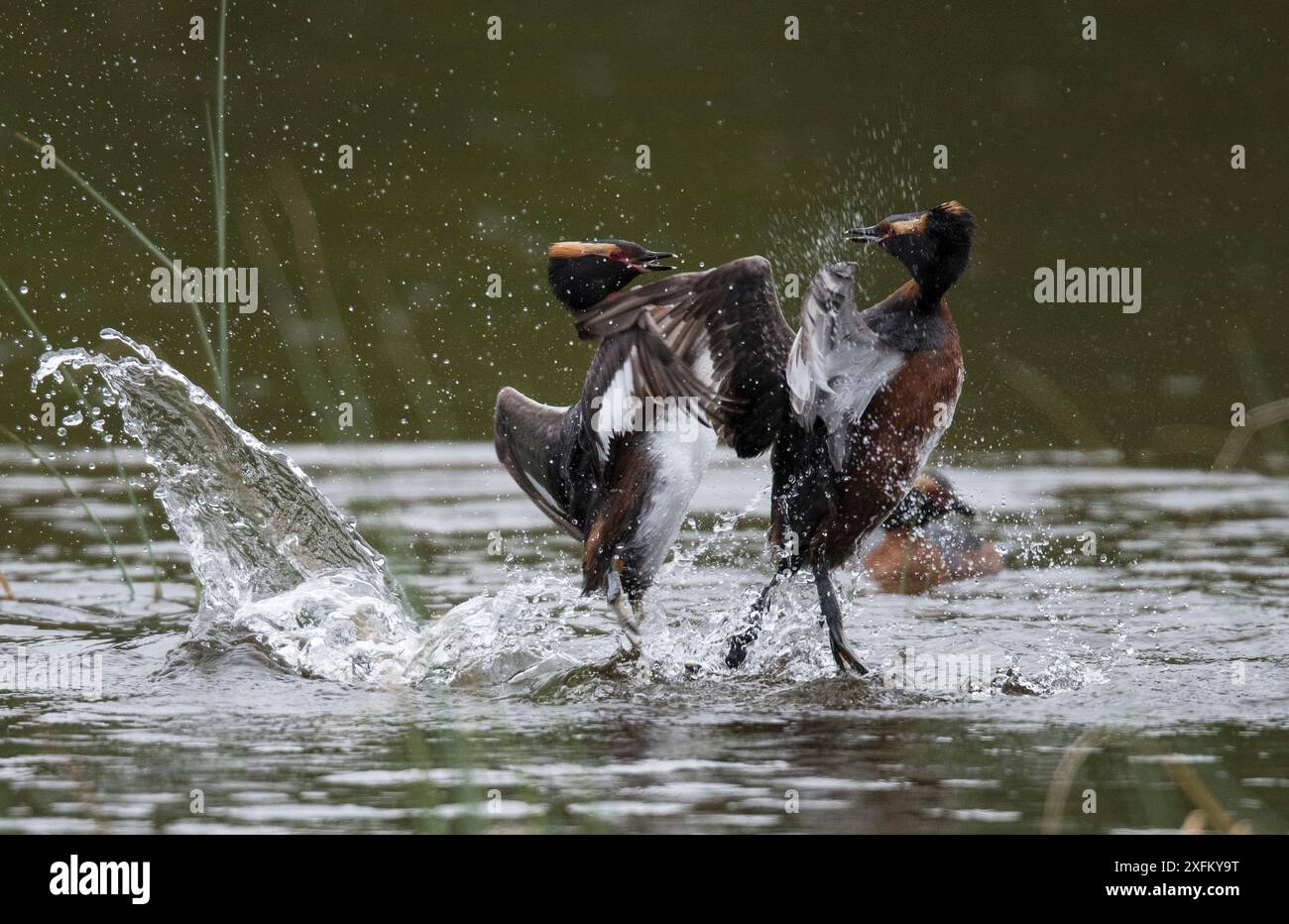 Deux grèbes slaves mâles (Podiceps auritus) combattant sur le territoire de nidification, surveillés par une femelle. Porsanger Fjord, Finmark, Norvège Banque D'Images Deux grèbes slaves mâles (Podiceps auritus) combattant sur le territoire de nidification, surveillés par une femelle. Porsanger Fjord, Finmark, Norvège Banque D'Images