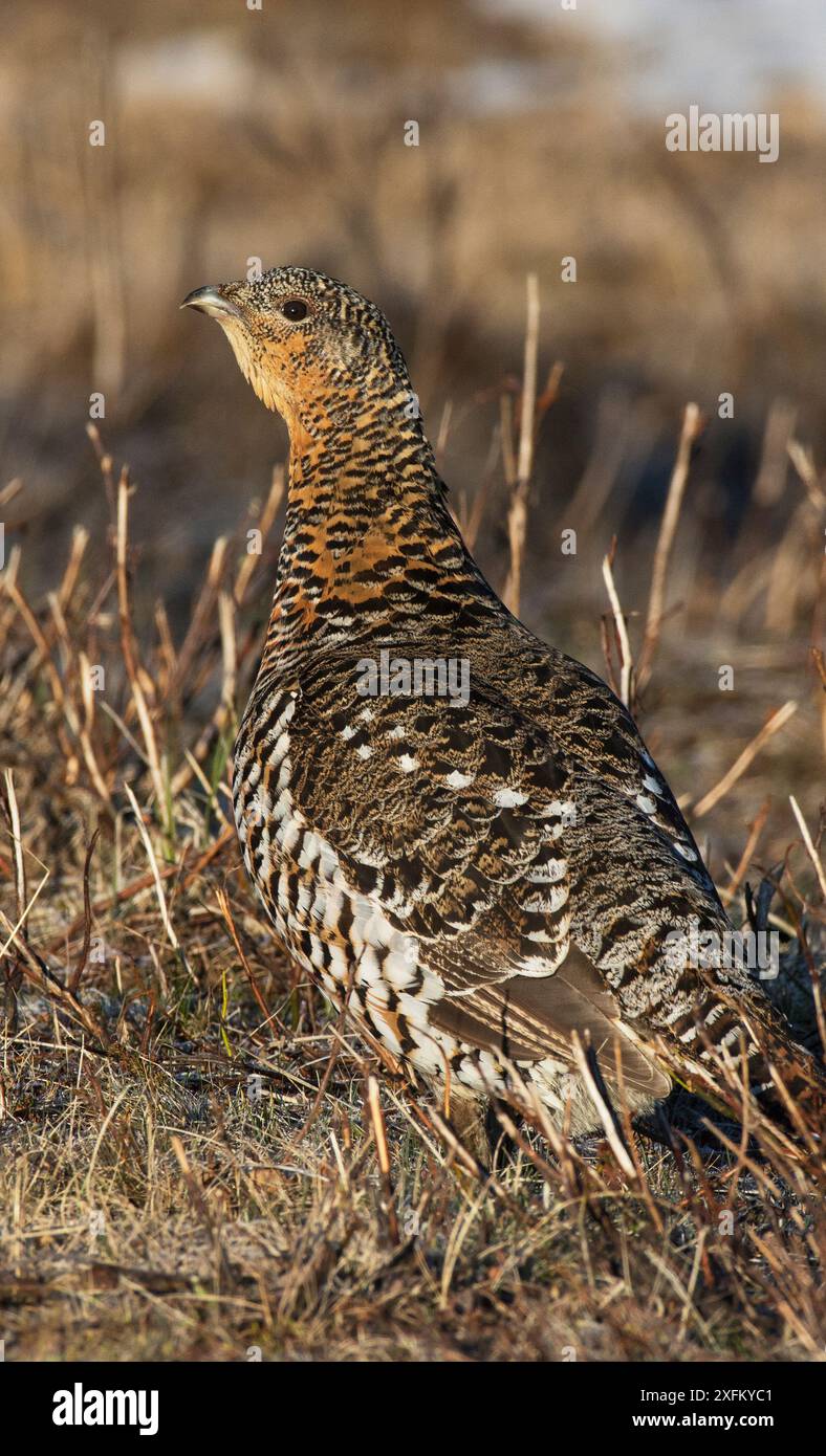 Capercaillie occidental (Tetrao urogallus) dans la végétation routière. Pokka, Inari, Laponie finlandaise. Banque D'Images Capercaillie occidental (Tetrao urogallus) dans la végétation routière. Pokka, Inari, Laponie finlandaise. Banque D'Images