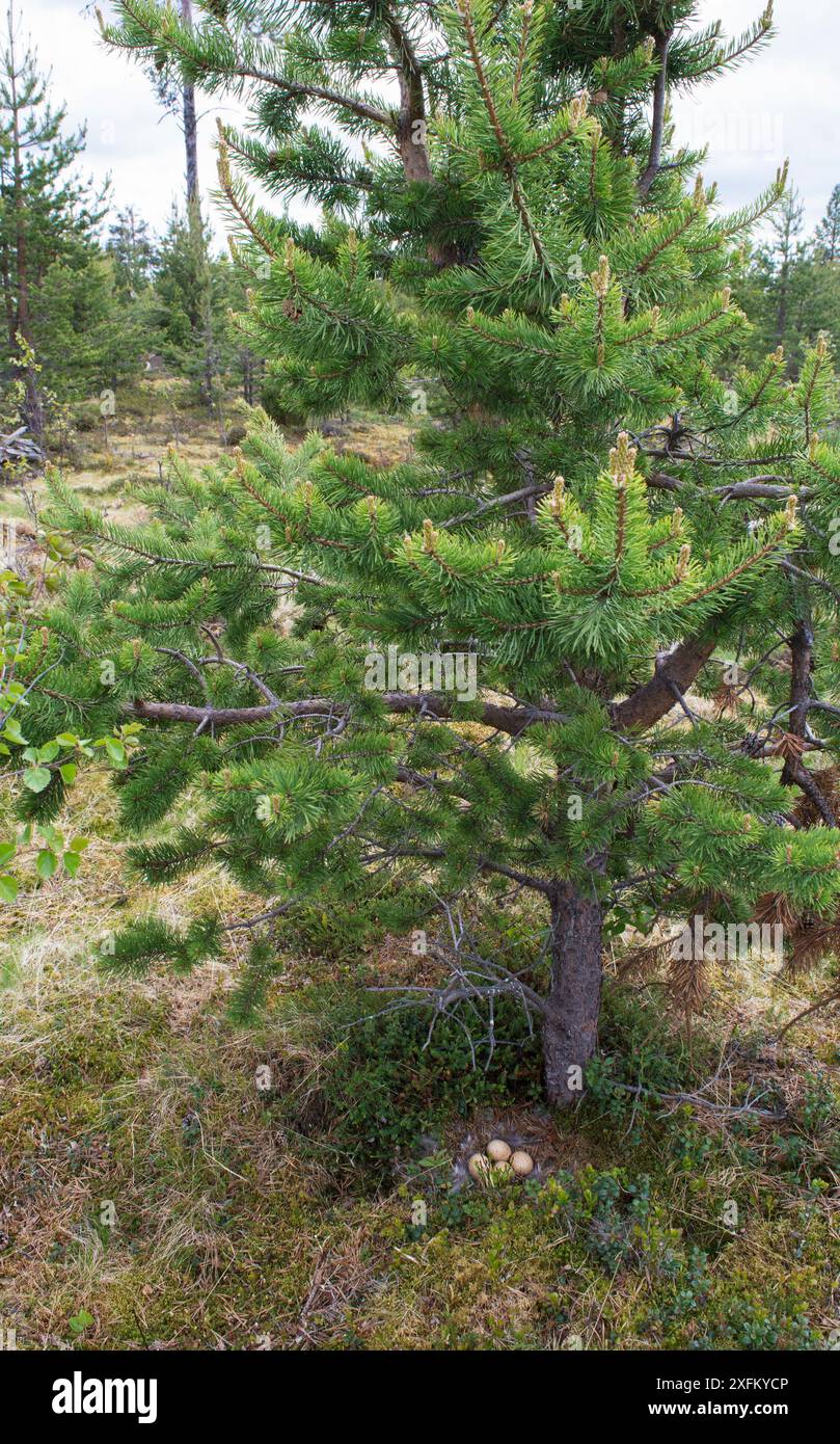 Nid et œufs de capercaillie de l'Ouest (Tetrao urogallus) sous un pin écossais en bas âge, Pokka, Inari, Laponie finlandaise. Banque D'Images Nid et œufs de capercaillie de l'Ouest (Tetrao urogallus) sous un pin écossais en bas âge, Pokka, Inari, Laponie finlandaise. Banque D'Images