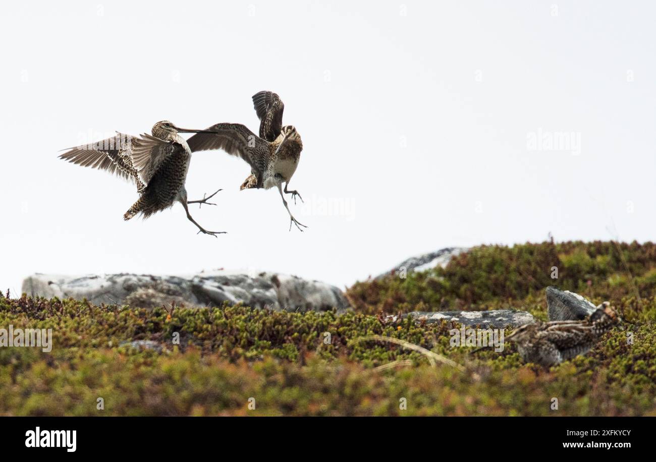 Snipe commune (Gallinago gallinago) deux mâles se battant pour une femelle (en bas à droite) Porsanger, Finmark, Norvège. Banque D'Images Snipe commune (Gallinago gallinago) deux mâles se battant pour une femelle (en bas à droite) Porsanger, Finmark, Norvège. Banque D'Images