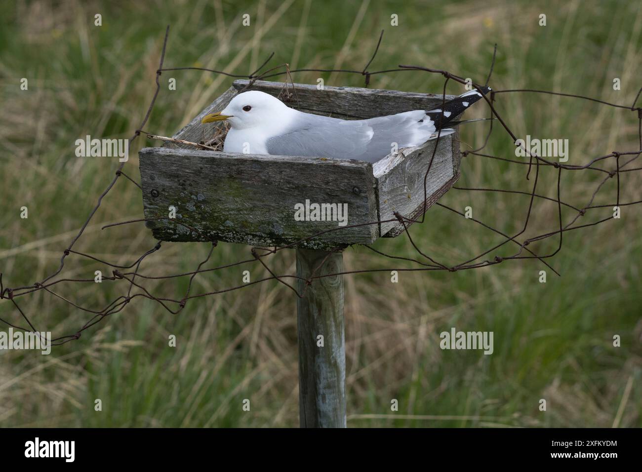 Goélette commune (Larus canus) incubée dans un nid. Ces structures artificielles ont été érigées à l'origine pour assurer un approvisionnement en œufs frais, mais font maintenant partie d'un programme de conservation. Porsanger fjord, Finmark, Norvège Banque D'Images