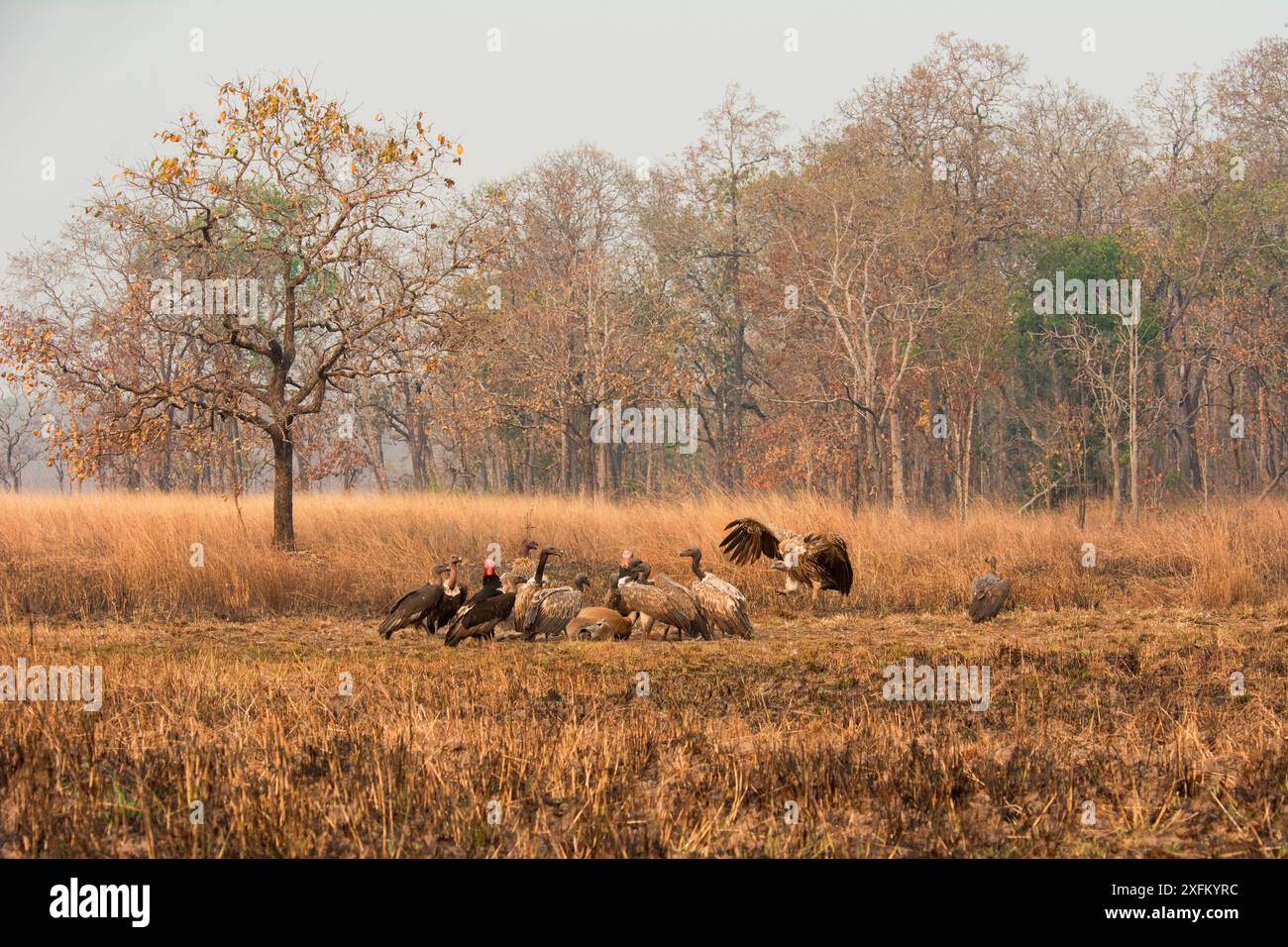 Vautours à tête rouge (Sarcogyps calvus), vautours à bec blanc (Gyps bengalensis) et vautours à bec mince (Gyps tenuirostris). Forêt protégée de Preah Vihear, Cambodge. Prenez place pour la série télévisée « Lands of the Monsoon » de la BBC. Banque D'Images