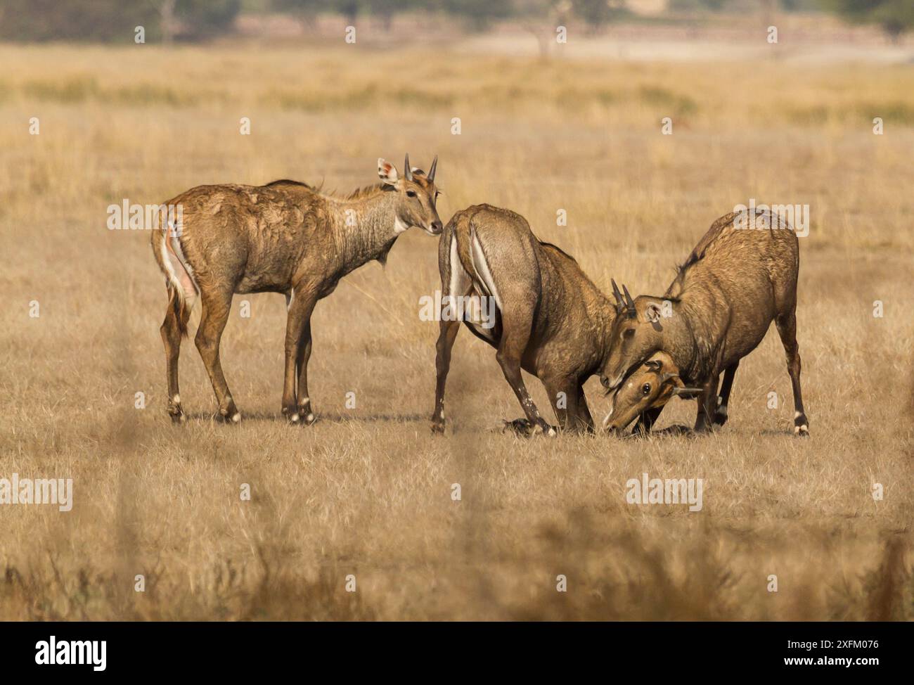 Nilgai ou taureau bleu (Boselaphus tragocamelus), jeunes mâles jouent au combat. Sanctuaire de faune de Tal Chhapar, Rajasthan, Inde Banque D'Images