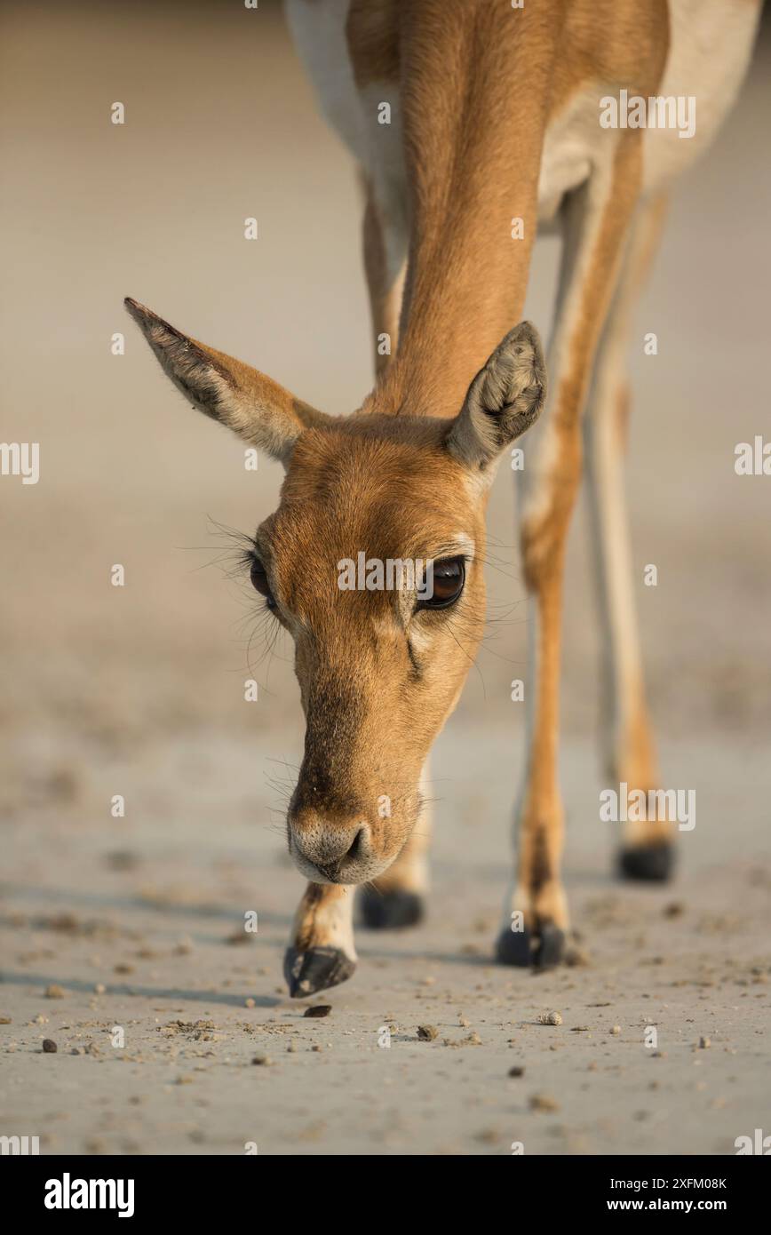 Blackbuck (Antelope cervicapra), femelle, Tal Chhapar Wildlife Sanctuary, Rajasthan, Inde Banque D'Images