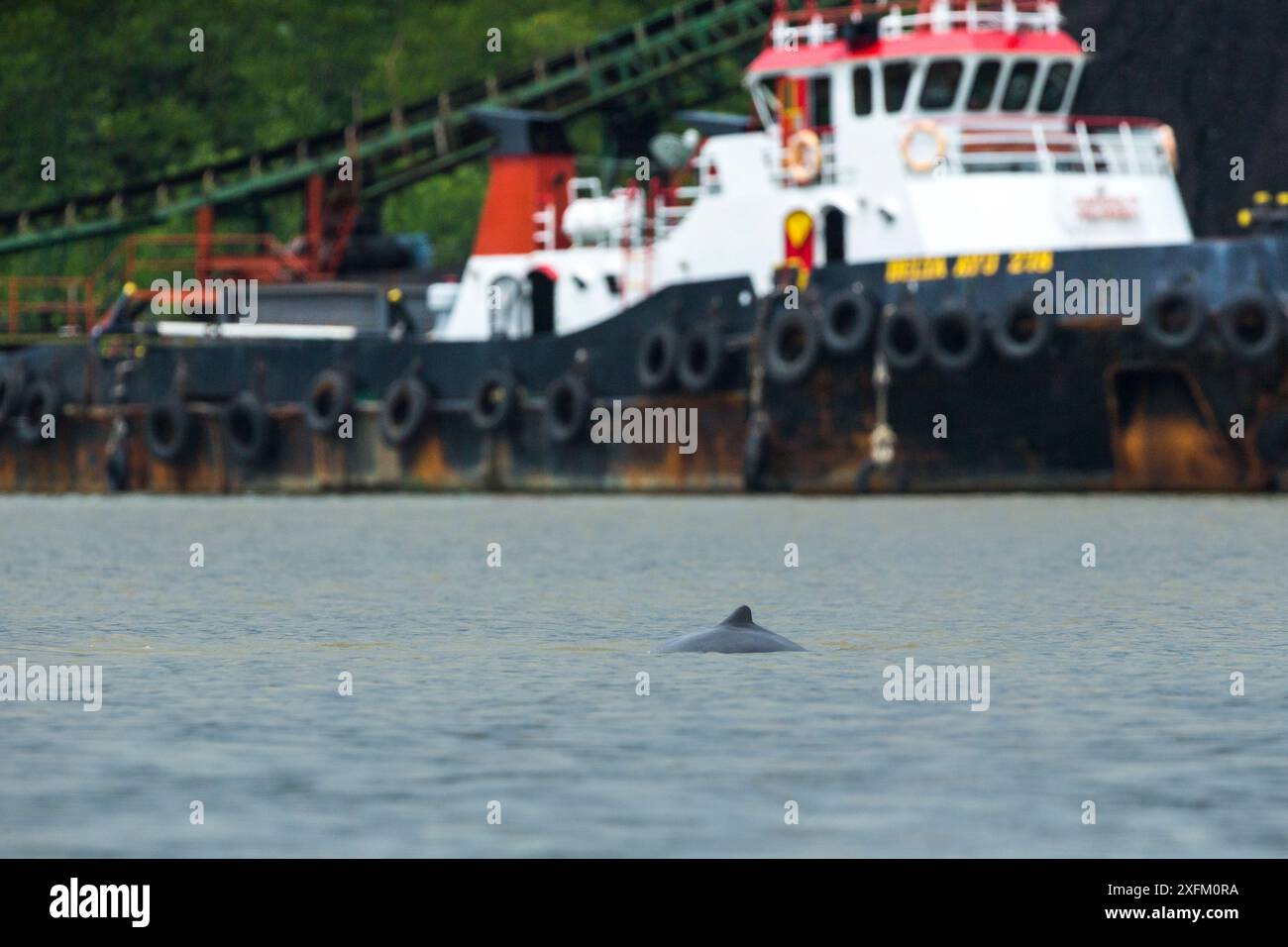 Dauphin d'Irawaddy (Orcaella brevirostris) dans la baie de Balikpapan, Indonésie Banque D'Images