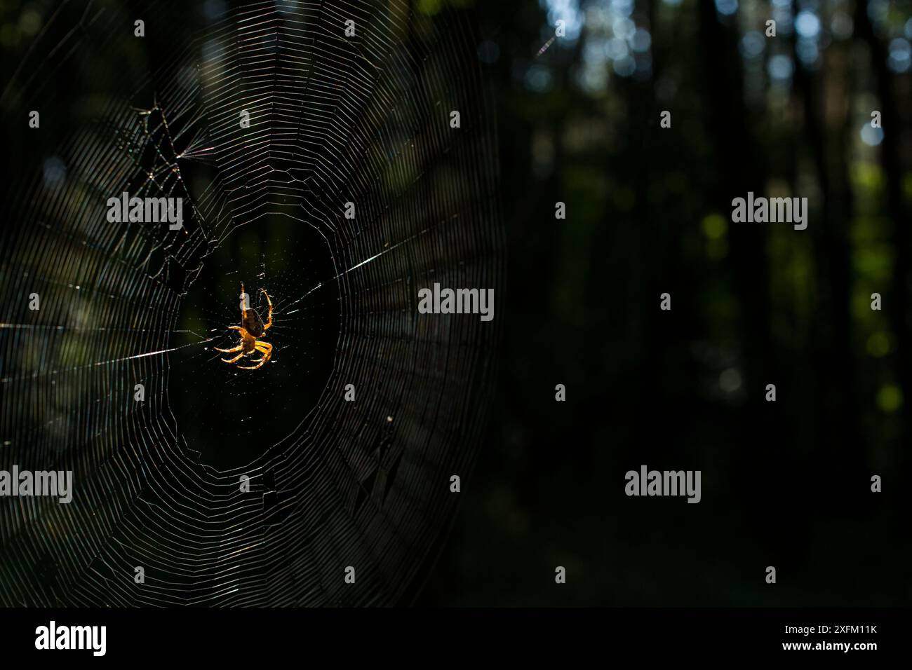 L'araignée de jardin (Araneus diadematus) fait sa toile dans la zone d'exlusion de Tchernobyl. On pense que les araignées font des toiles de deforemd en raison du rayonnement. Ukraine. Septembre Banque D'Images