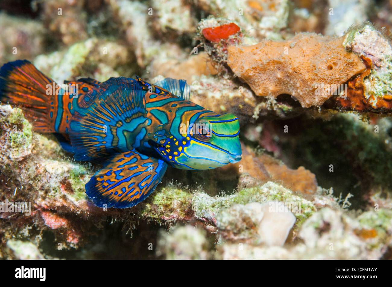 Mandarinfish (Sychiropus splendidus). Détroit de Lembeh, Sulawesi Nord, Indonésie. Banque D'Images