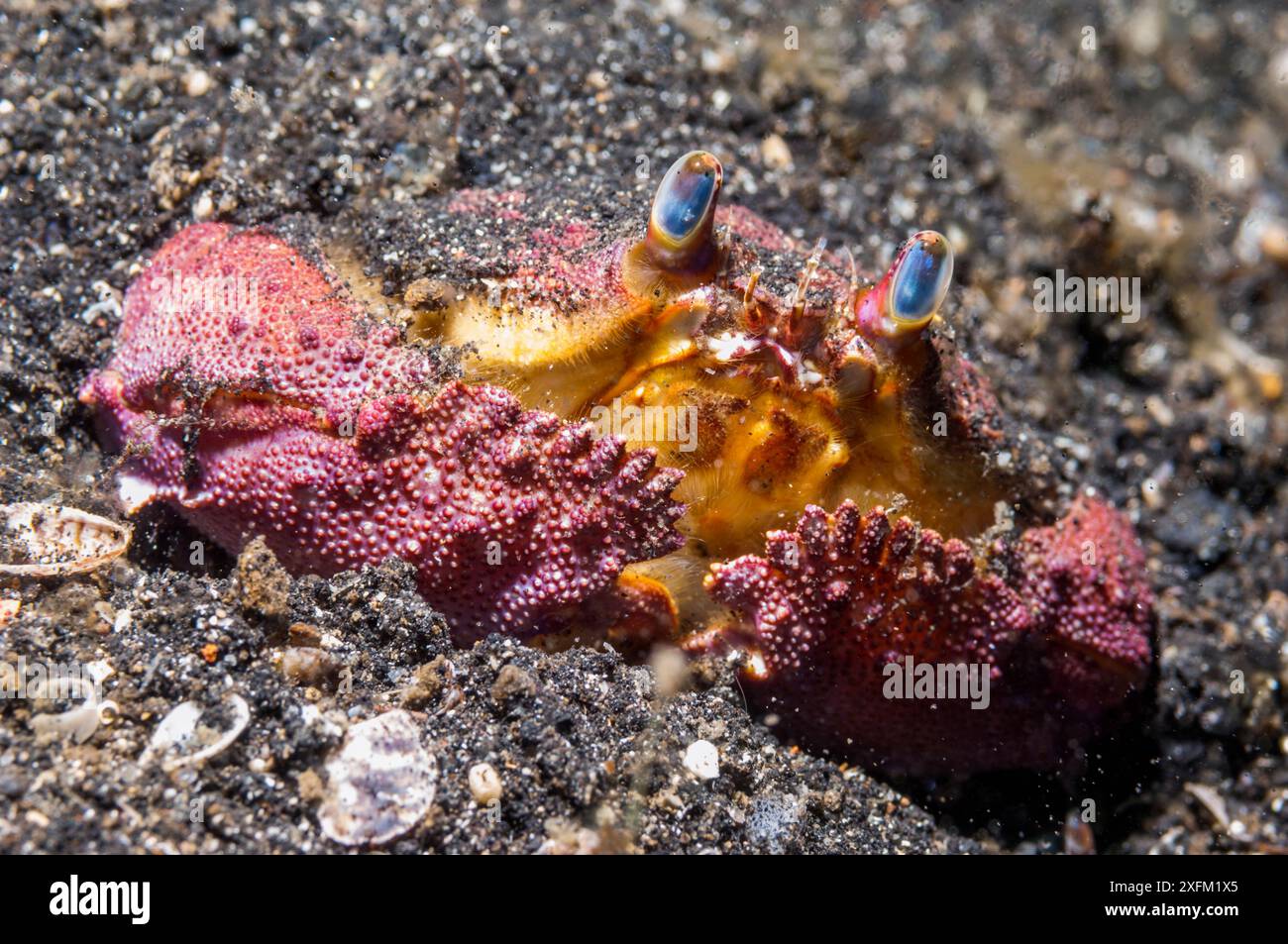 Crabe en boîte (Calappa sp.). Détroit de Lembeh, Sulawesi Nord, Indonésie. Banque D'Images