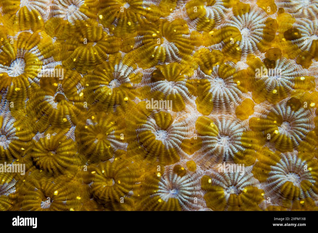 Vers plats d'Acoel (Waminoa sp.) sur le corail. Détroit de Lembeh, Sulawesi Nord, Indonésie. Banque D'Images