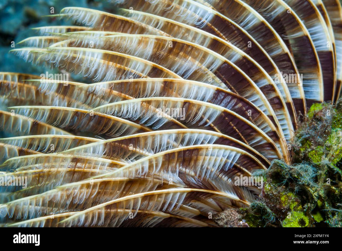 Vers fanworm indien (Sabellastarte indica). Détroit de Lembeh, Sulawesi Nord, Indonésie. Banque D'Images