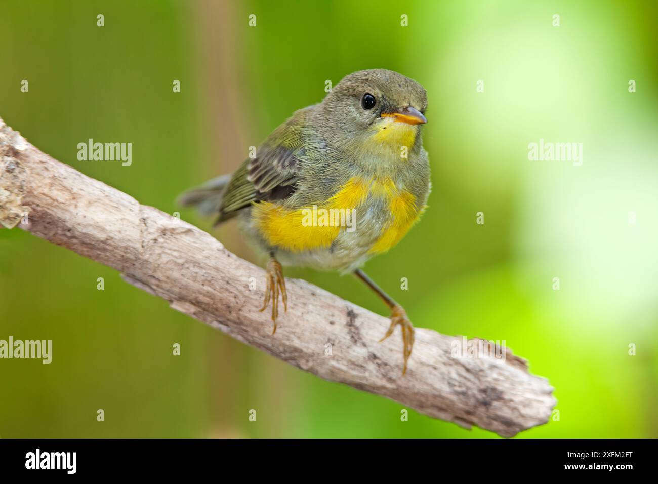 Socorro Parula (Setophaga graysoni), UICN proche menacée, île de Socorro, réserve de biosphère de l'archipel de Revillagigedo / archipel de Revillagigedo site du patrimoine mondial naturel de l'UNESCO (îles Socorro), Océan Pacifique, Mexique occidental, octobre Banque D'Images