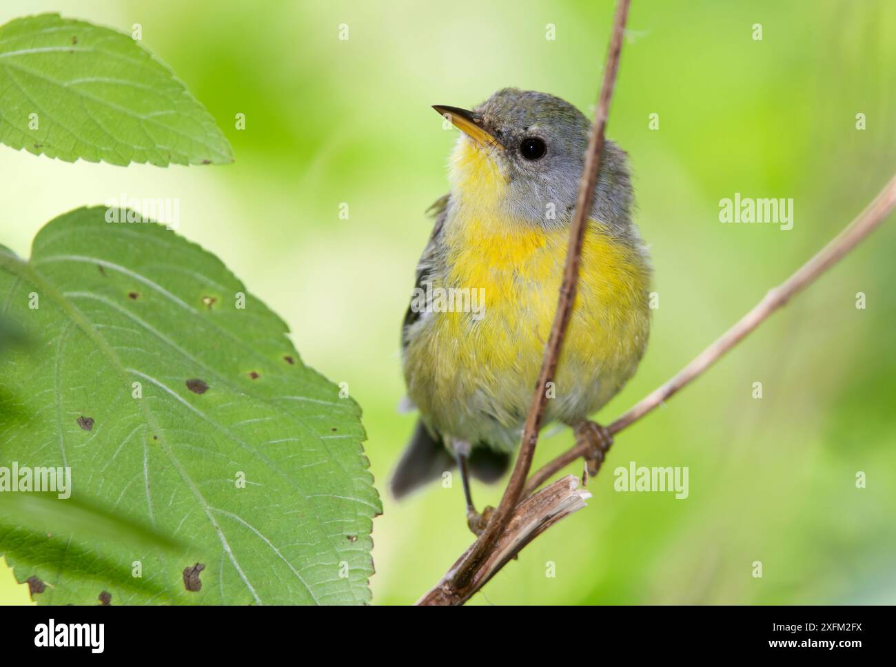 Socorro Parula (Setophaga graysoni), UICN proche menacée, île de Socorro, réserve de biosphère de l'archipel de Revillagigedo / archipel de Revillagigedo site du patrimoine mondial naturel de l'UNESCO (îles Socorro), Océan Pacifique, Mexique occidental, octobre Banque D'Images