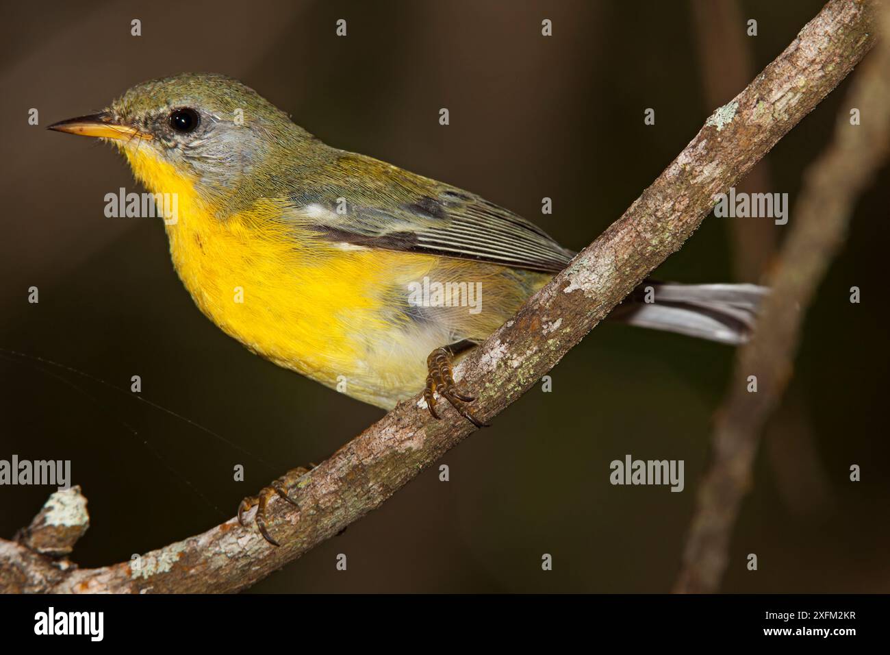 Socorro Parula (Setophaga graysoni), UICN proche menacée, île de Socorro, réserve de biosphère de l'archipel de Revillagigedo / archipel de Revillagigedo site du patrimoine mondial naturel de l'UNESCO (îles Socorro), Océan Pacifique, Mexique occidental, octobre Banque D'Images