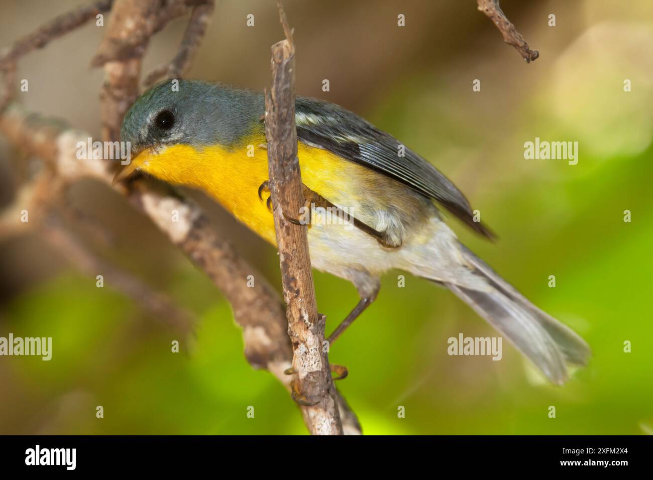 Socorro Parula (Setophaga graysoni), UICN proche menacée, île de Socorro, réserve de biosphère de l'archipel de Revillagigedo / archipel de Revillagigedo site du patrimoine mondial naturel de l'UNESCO (îles Socorro), Océan Pacifique, Mexique occidental, juillet Banque D'Images