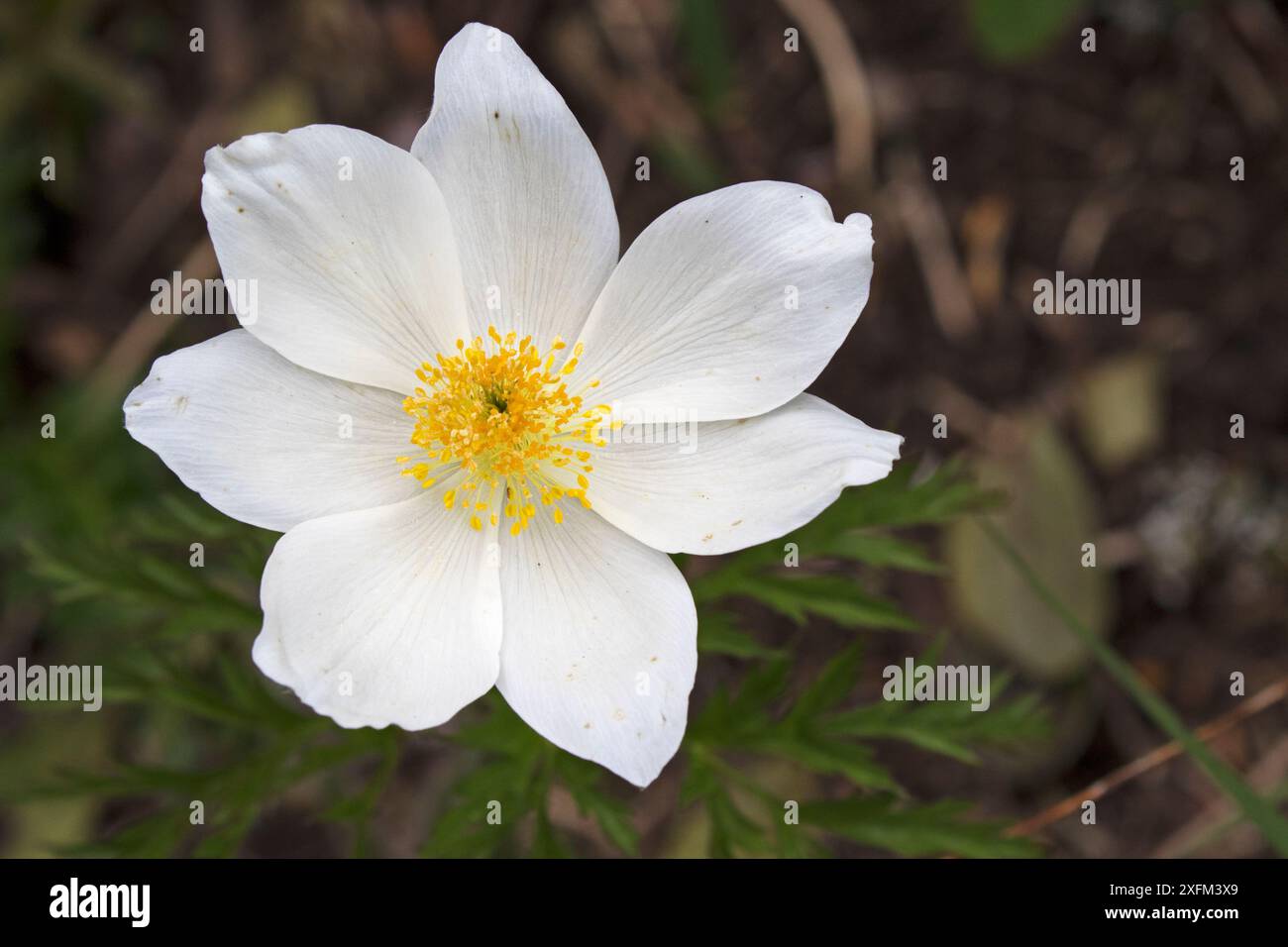 Fleur pasque alpine (Pulsatilla alpina) gros plan de fleur réserve du Haut plateau, Parc naturel régional du Vercors, Vercors, France, juin 2016. Non ex. Banque D'Images