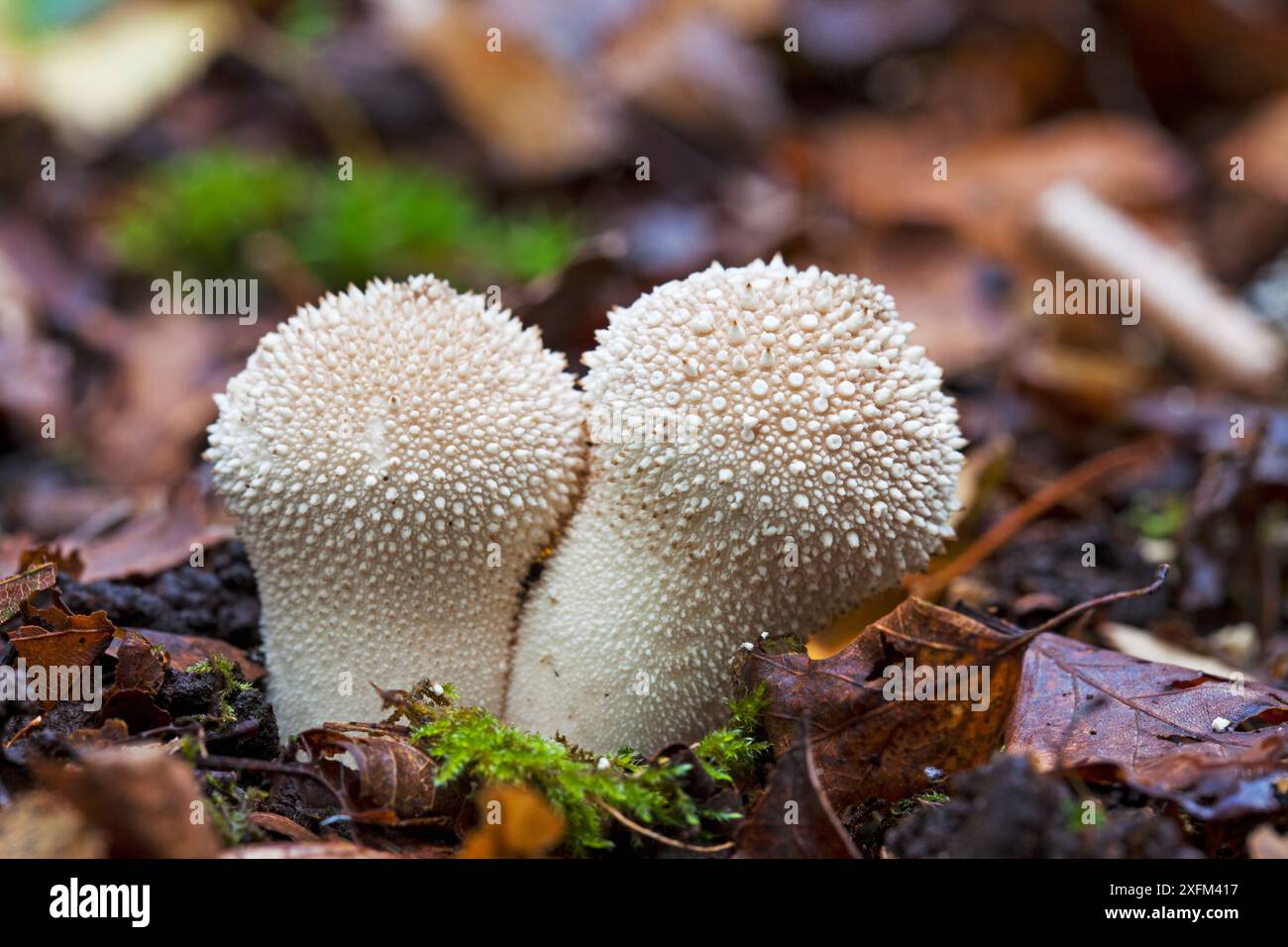 Boule de bœuf commune (Lycoperdon perlatum) poussant à travers la litière de feuilles dans les bois caduques près de Buckhill Hole, New Forest National Park, Hampshire, Angleterre, Royaume-Uni, octobre 2015. Banque D'Images