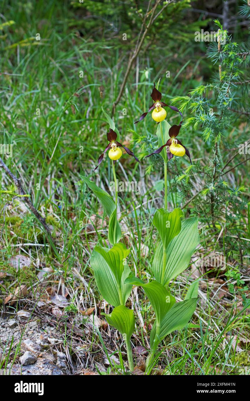 Orchidée de pantoufle de dame (Cypripedium calceolus) près de Trezanne, Parc naturel régional du Vercors, Vercors, France, juin 2016. Banque D'Images Orchidée de pantoufle de dame (Cypripedium calceolus) près de Trezanne, Parc naturel régional du Vercors, Vercors, France, juin 2016. Banque D'Images