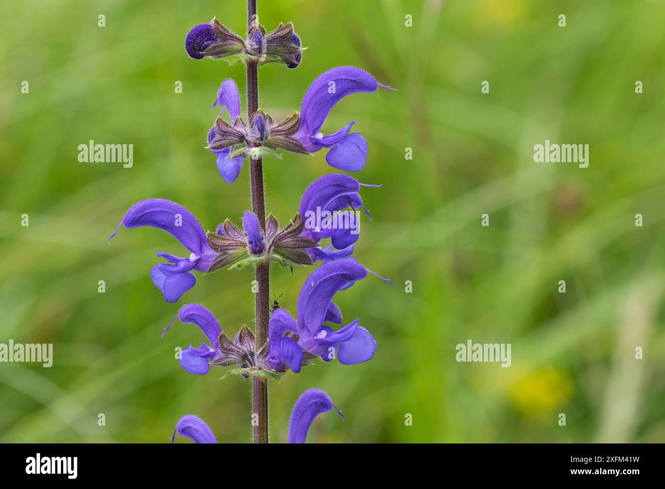 Prairie (Salvia pratensis) fleurit dans les prairies près de St-Agnon-en-Vercors, Parc naturel régional du Vercors, Vercors, France, juin 2016. Banque D'Images Prairie (Salvia pratensis) fleurit dans les prairies près de St-Agnon-en-Vercors, Parc naturel régional du Vercors, Vercors, France, juin 2016. Banque D'Images