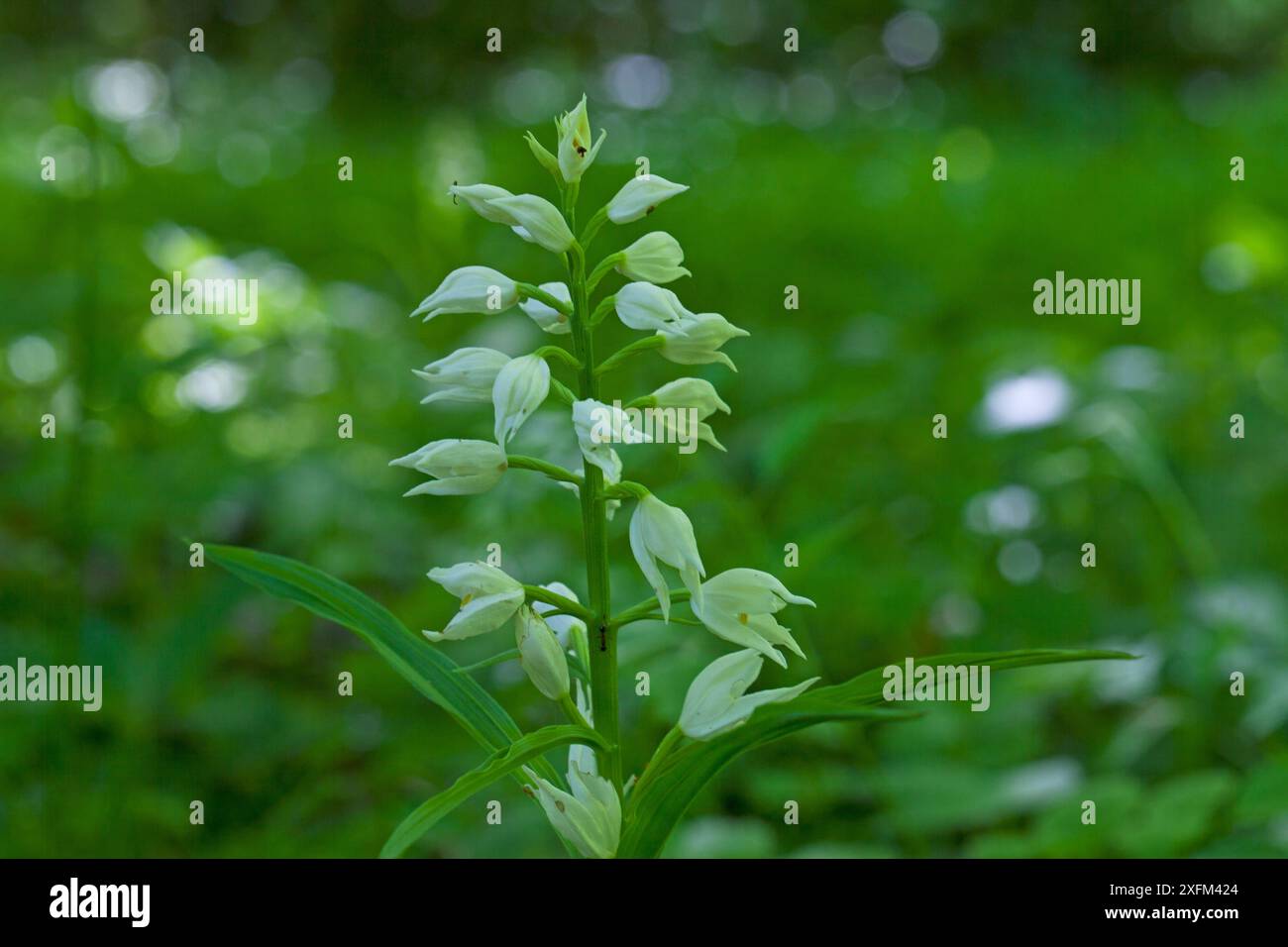 Helleborine à feuilles étroites (Cephalanthera longifolia) dans les forêts mixtes, Chappetts Copse, Hampshire et Isle of Wight Wildlife Trust Reserve, Hampshire, Angleterre, Royaume-Uni, mai. Banque D'Images