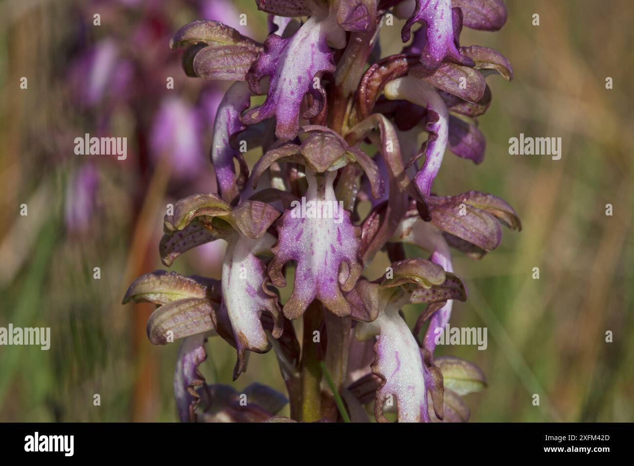 Orchidée géante (Himantoglossum robertiana) sur le bord de la route près d'Orgon, France, février 2016. Banque D'Images Orchidée géante (Himantoglossum robertiana) sur le bord de la route près d'Orgon, France, février 2016. Banque D'Images