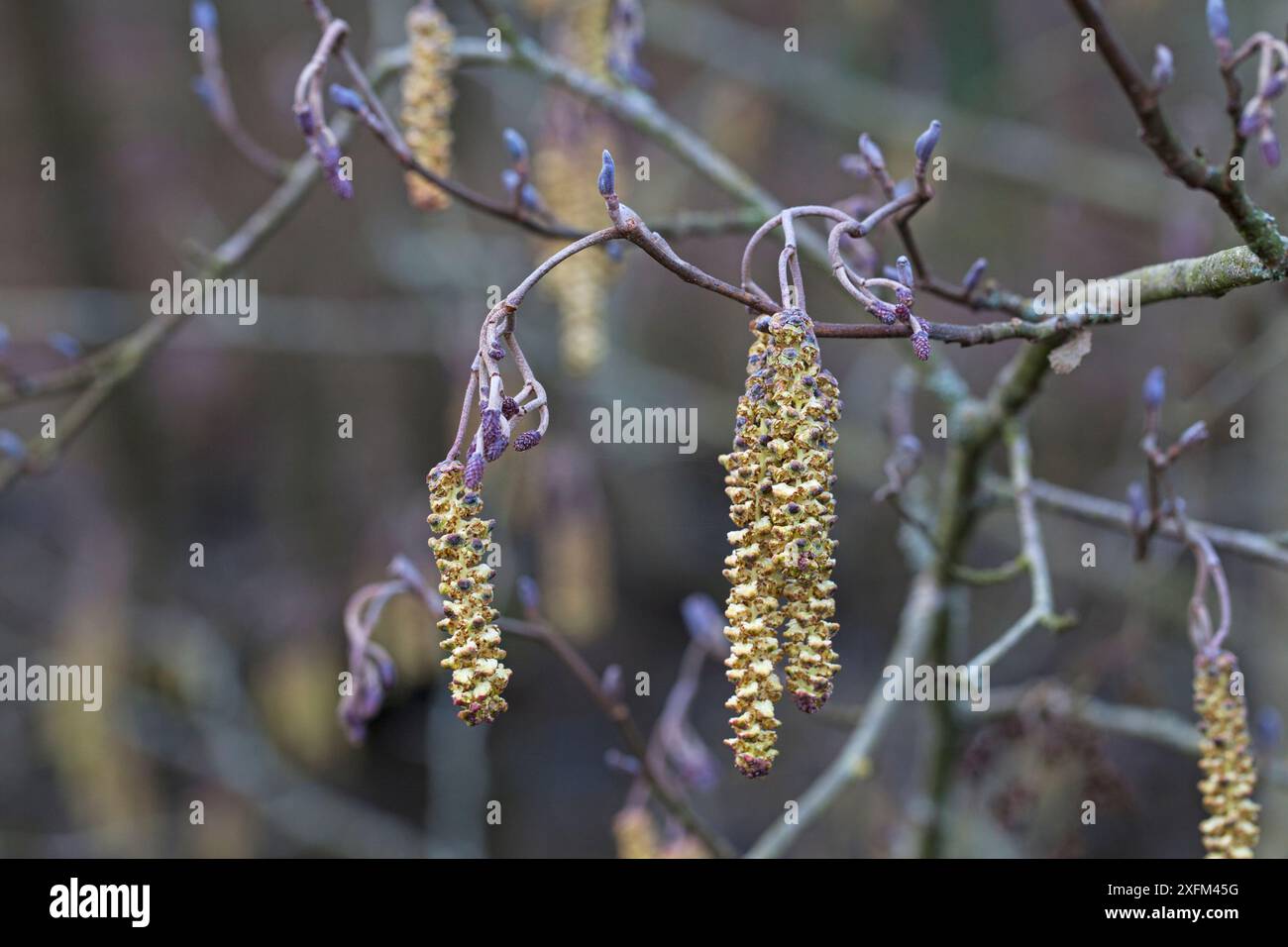 Chats Alder (Alnus glutinosa), réserve des lacs Testwood, Hampshire et réserve de faune de l'île de Wight, Southampton, Hampshire, Angleterre, Royaume-Uni. Février 2016. Banque D'Images Chats Alder (Alnus glutinosa), réserve des lacs Testwood, Hampshire et réserve de faune de l'île de Wight, Southampton, Hampshire, Angleterre, Royaume-Uni. Février 2016. Banque D'Images