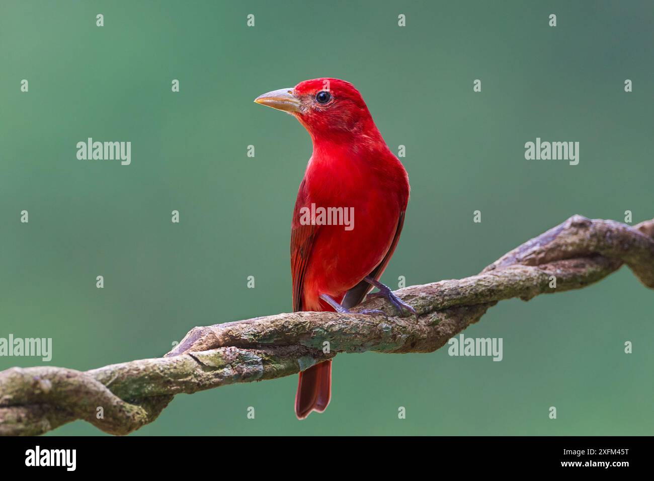 Tanager d'été (Piranga rubra) mâle, Selva Verde, Costa Rica. Banque D'Images