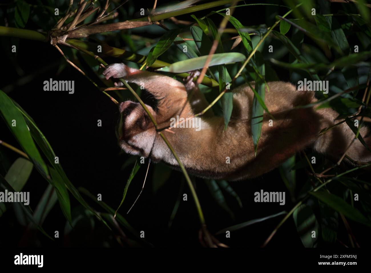 Loris lents de Javan (Nycticebus javanicus), buvant dans la canopée. Adulte portant un collier radio, permettant aux scientifiques d'étudier la population locale. Cipaganti, Garut, Java, Indonésie. Banque D'Images