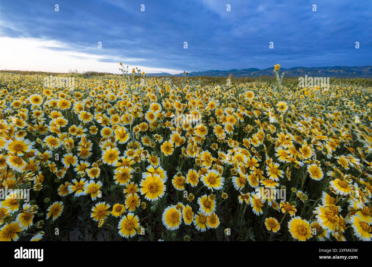 Affichage de masse de fleurs sauvages avec des fleurs Tidy-Tips (Layia platyglossa), et la gamme Temblor recouverte de fleurs en arrière-plan dans la lumière du soir. Monument national de Carrizo Plain, Californie, États-Unis, mars. Banque D'Images