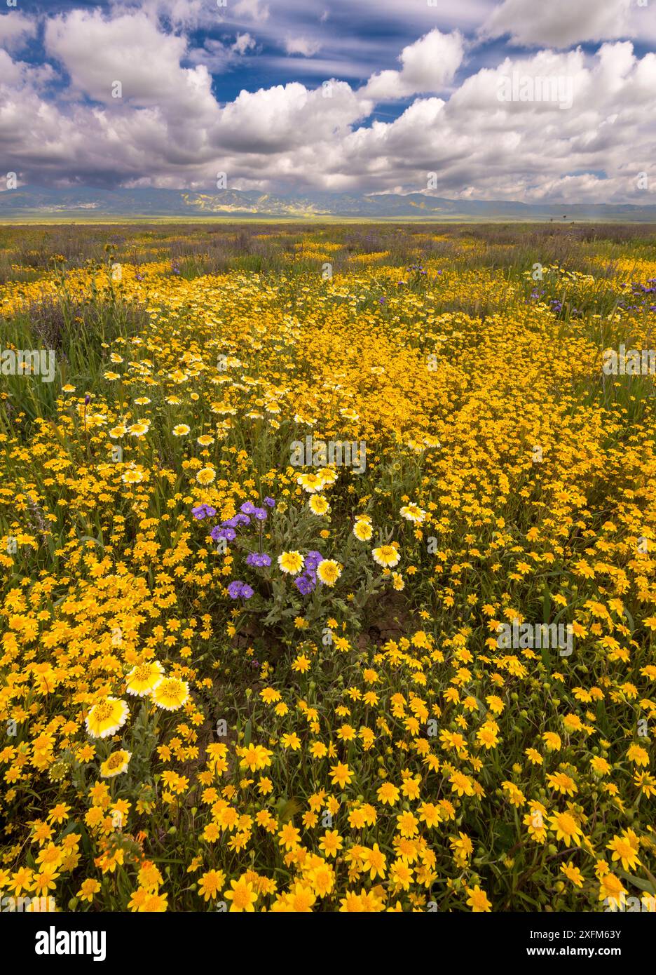 Exposition de masse de fleurs sauvages avec Lanceleaf monolopia (Monolopia lanceleota) Tidy-tips (Layia platyglossa) et la gamme Temblor recouverte de fleurs en arrière-plan. Monument national de Carrizo Plain, Californie, États-Unis, mars 2017. Banque D'Images