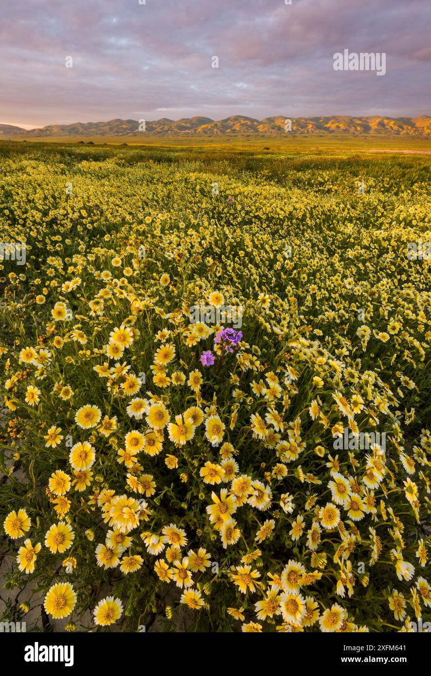 Exposition massive de fleurs sauvages - Tidy-tips (Layia platyglossa) avec une fleur solitaire de phacelia de la Grande vallée (Phacelia ciliata), et la chaîne Temblor recouverte de fleurs en arrière-plan dans la lumière du soir. Monument national de Carrizo Plain, Californie, États-Unis. Mars 2017. Banque D'Images