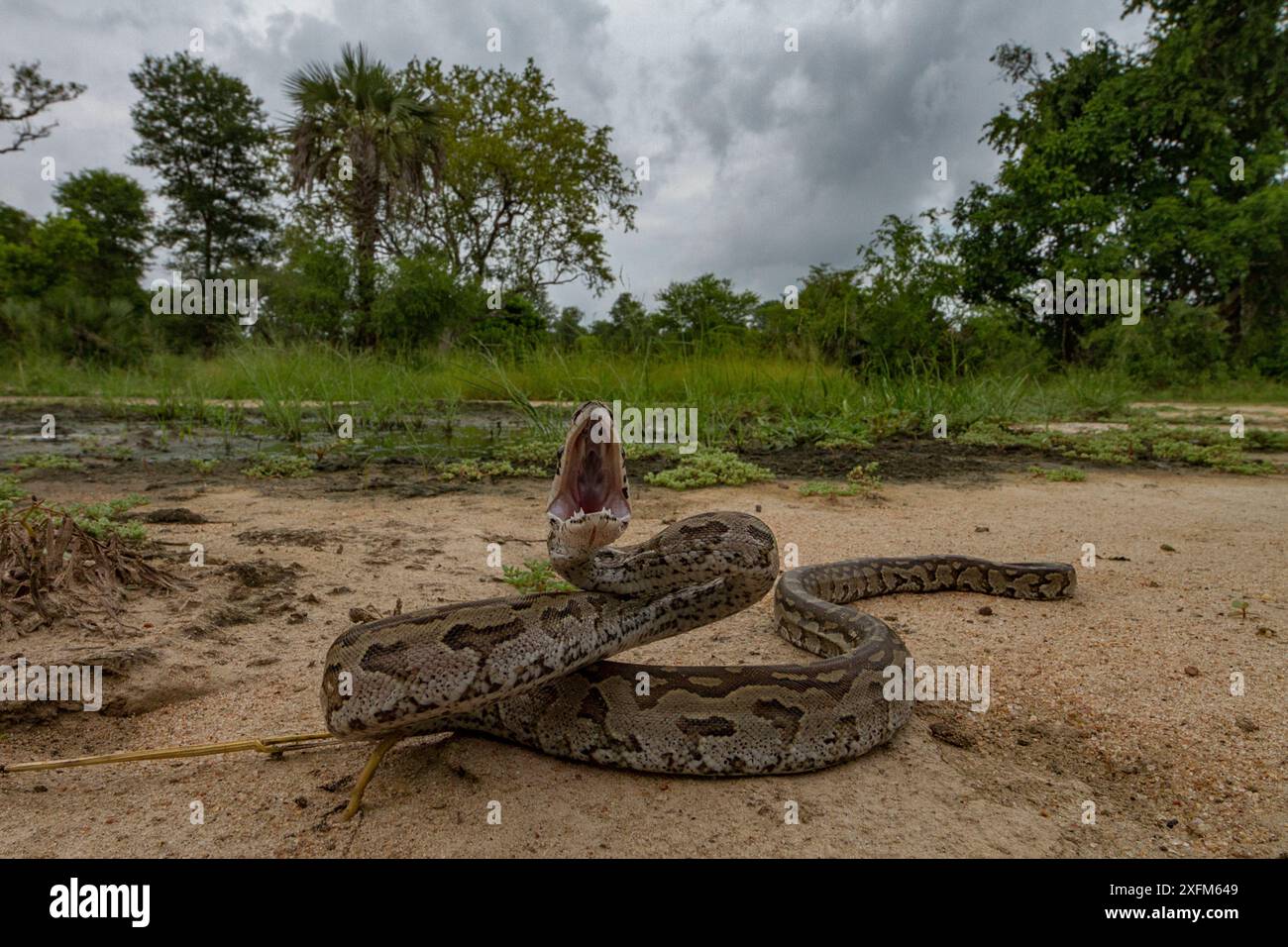 Python rocheux africain (Python sebae) en posture défensive dans le parc national de Gorongosa, Mozambique. Banque D'Images
