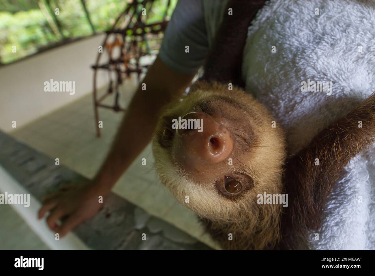 Le paresseux à deux doigts (Choloepus hoffmanni) est suspendu à l'épaule de son gardien dans un orphelinat de paresseux près de Cahuita, au Costa Rica. Banque D'Images