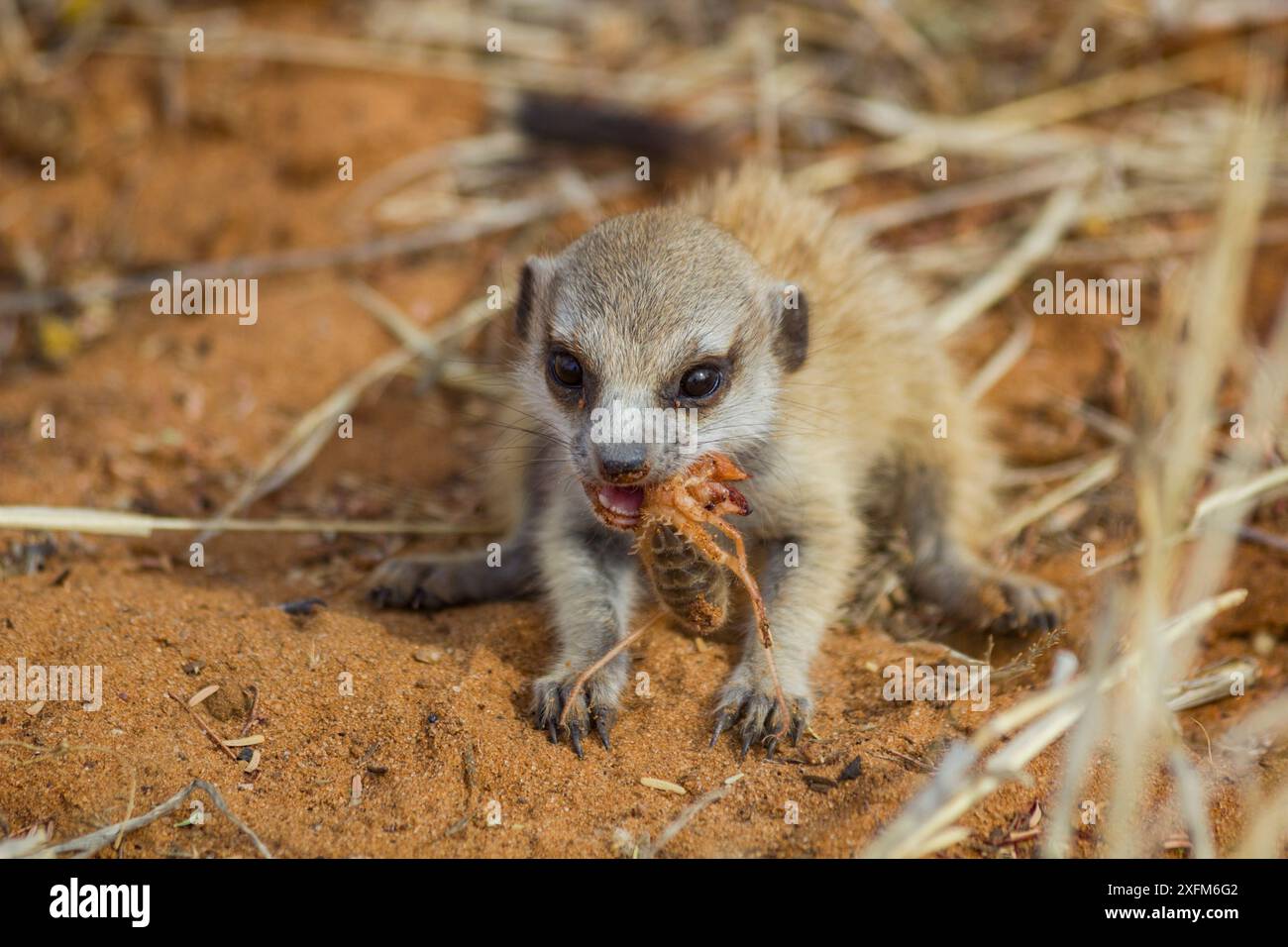 Suricata suricatta mangeant un solifuge dans le désert du Kalahari, Afrique du Sud Banque D'Images