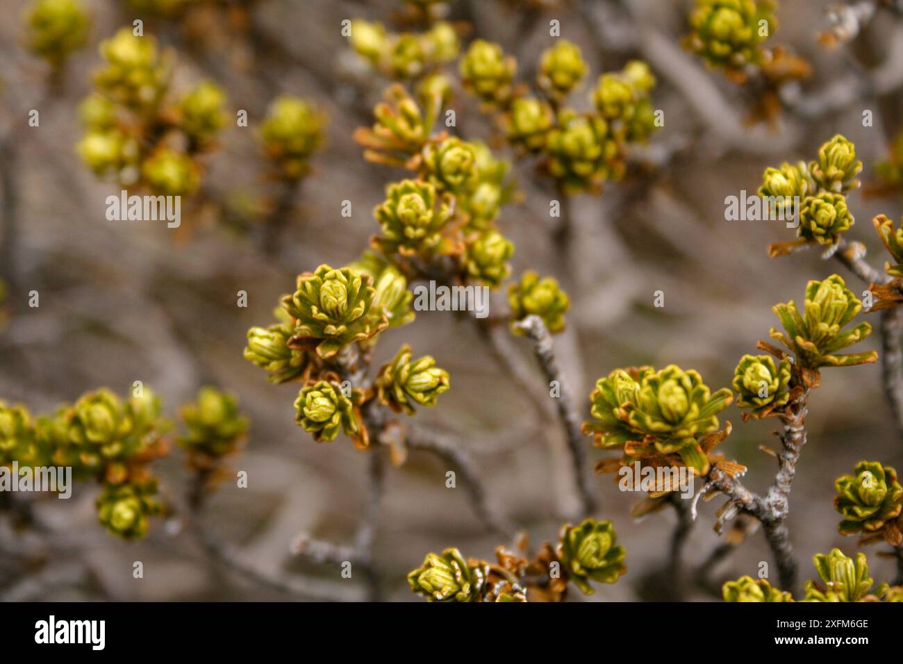 Feuilles de buisson de résurrection (Myrothamnus flabellifolius), Lesotho. Ce buisson est ainsi nommé parce qu'il peut rester dormant pendant de longues périodes de temps et vert soudainement avec le moindre peu de pluie. Banque D'Images
