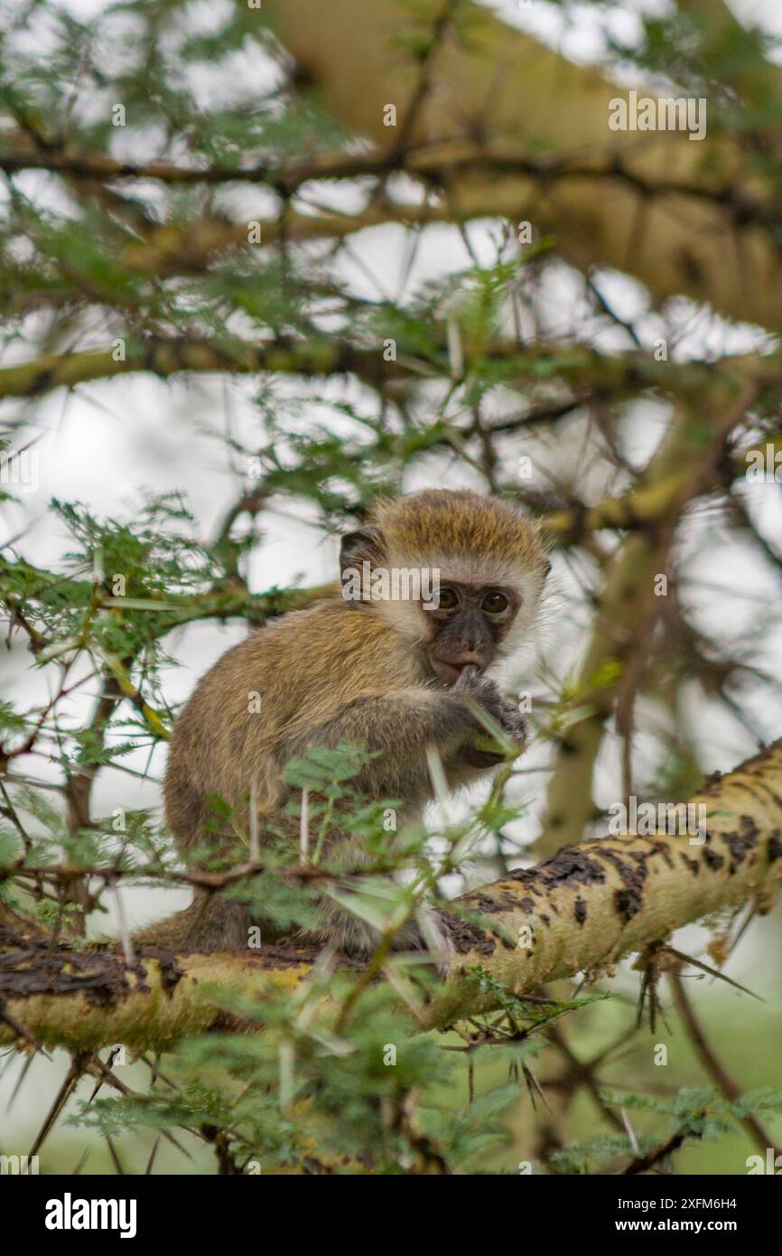Singe vervet (Chlorocebus pygerythrus) bébé assis dans un arbre fébrile (Vachellia xanthophloea), parc national du lac Manyara, Tanzanie. Banque D'Images