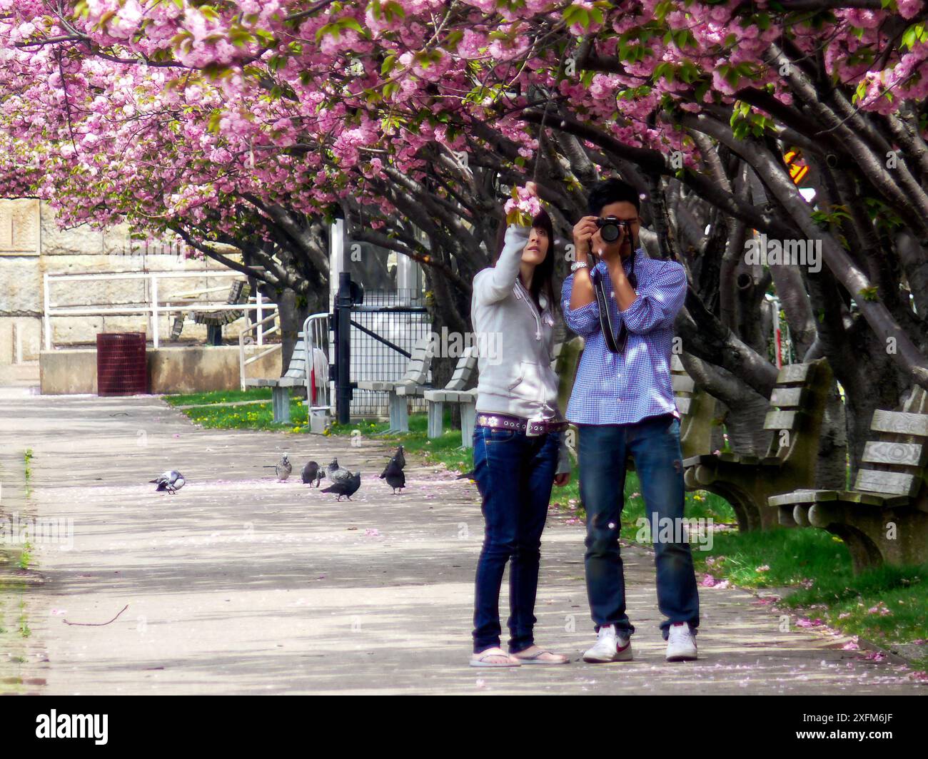 Un jour de printemps, un jeune couple janpanais photographie la fleur de cerisier. East River, New York, États-Unis. 29 avril 2009. Banque D'Images