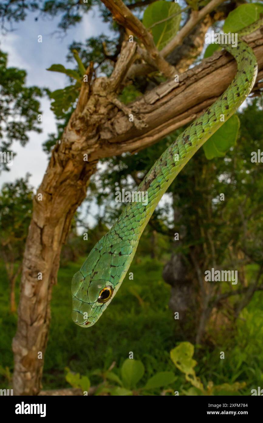 Spotted bush snake (Philothamnus semivariegatus) suspendue à un bush à Gorongosa National Park, au Mozambique. Banque D'Images