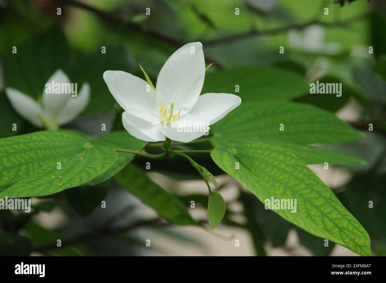 Shwetkanchan (Bauhinia blanc nain) est un arbre à feuilles caduques mesurant jusqu'à 3 mètres de haut. Les feuilles mesurent 10-15 cm de long et 7-12 cm de large. Apex foliaire bipartite, lisse, l Banque D'Images