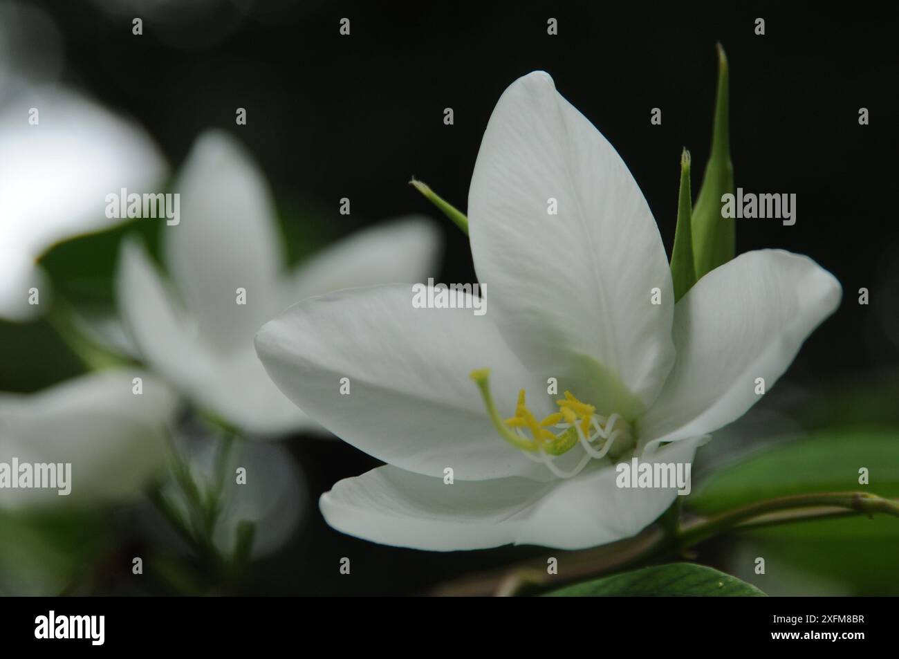 Shwetkanchan (Bauhinia blanc nain) est un arbre à feuilles caduques mesurant jusqu'à 3 mètres de haut. Les feuilles mesurent 10-15 cm de long et 7-12 cm de large. Apex foliaire bipartite, lisse, l Banque D'Images