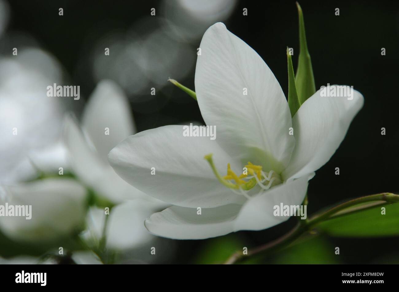 Shwetkanchan (Bauhinia blanc nain) est un arbre à feuilles caduques mesurant jusqu'à 3 mètres de haut. Les feuilles mesurent 10-15 cm de long et 7-12 cm de large. Apex foliaire bipartite, lisse, l Banque D'Images