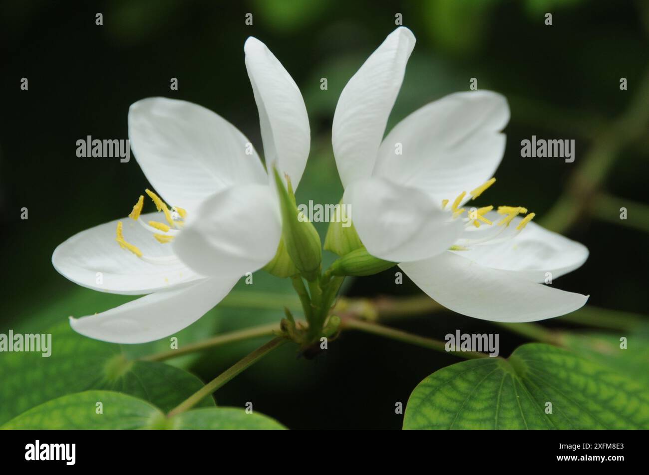 Shwetkanchan (Bauhinia blanc nain) est un arbre à feuilles caduques mesurant jusqu'à 3 mètres de haut. Les feuilles mesurent 10-15 cm de long et 7-12 cm de large. Apex foliaire bipartite, lisse, l Banque D'Images