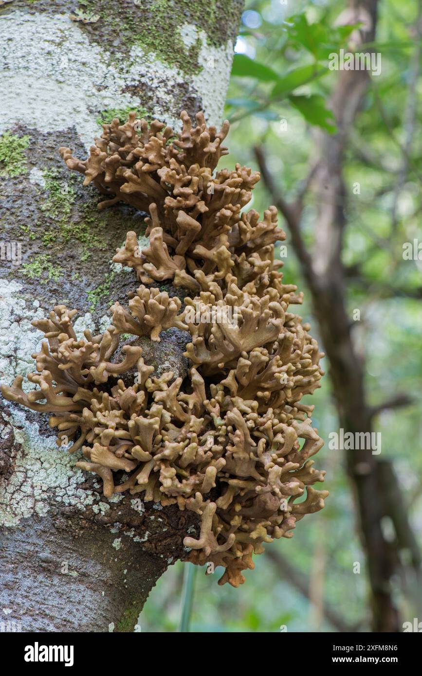 Mère du champignon Laurel (Laurobasidium lauri) parasite sur Laurel à Madère. Endémique. Banque D'Images