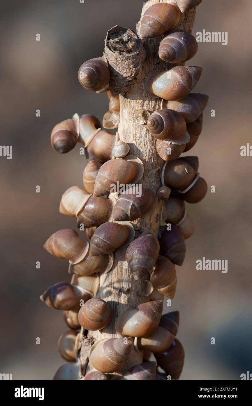 Accumulation d’escargots terrestres (Euryptyxis labiosa) échappant à la chaleur du désert en se reposant sur une brindille, Ayn Sahnawt, Sultanat d’Oman, février. Banque D'Images