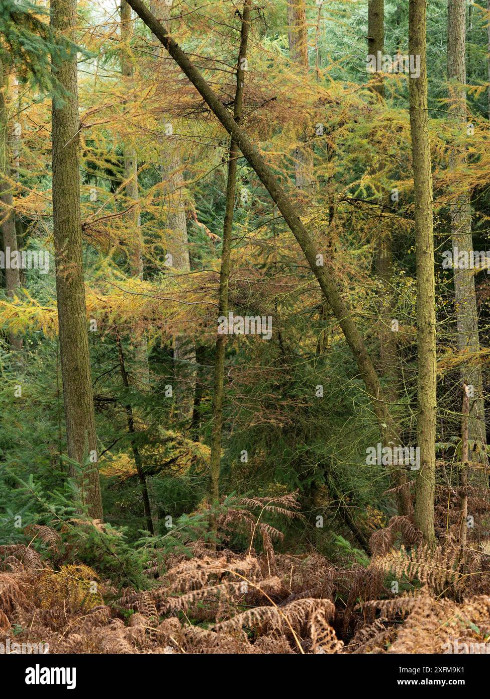 Forêt mixte à Mortimer Forest, Ludlow, Shropshire, Royaume-Uni Banque D'Images