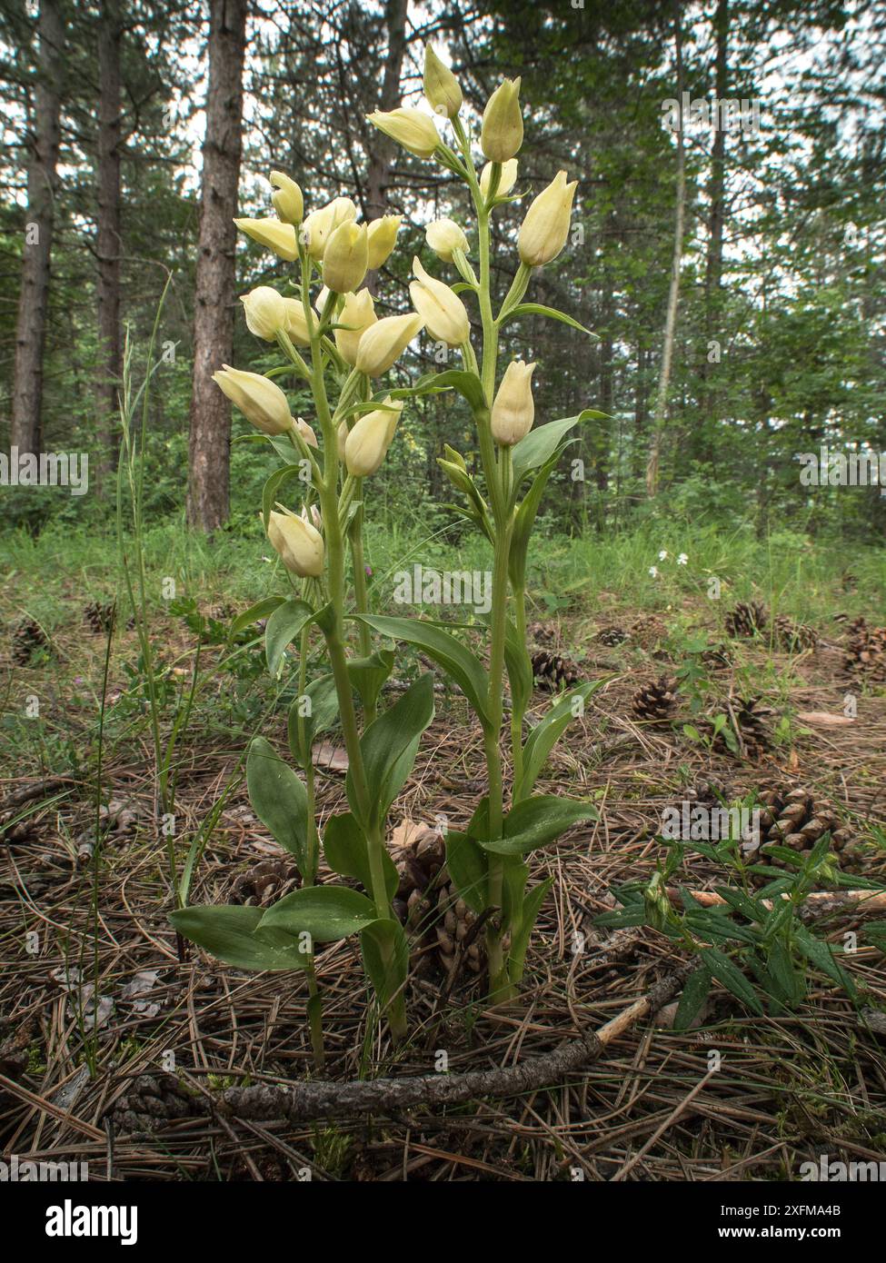 Helleborine blanche (Cephalanthera damasonium) dans la forêt de hêtres, Italie, juin. Banque D'Images